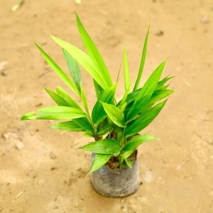 Elaichi / Cardamom in 4 Inch Nursery Bag