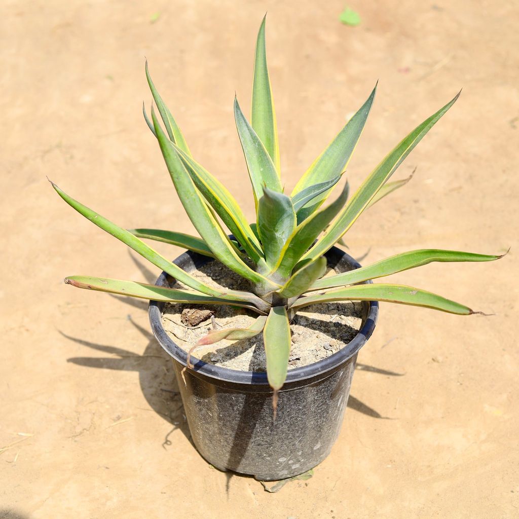 Buy Kamal Cactus / Agave in 10 inch Nursery pot Online | Urvann.com Kamal Cactus / Agave in 10 inch Nursery pot