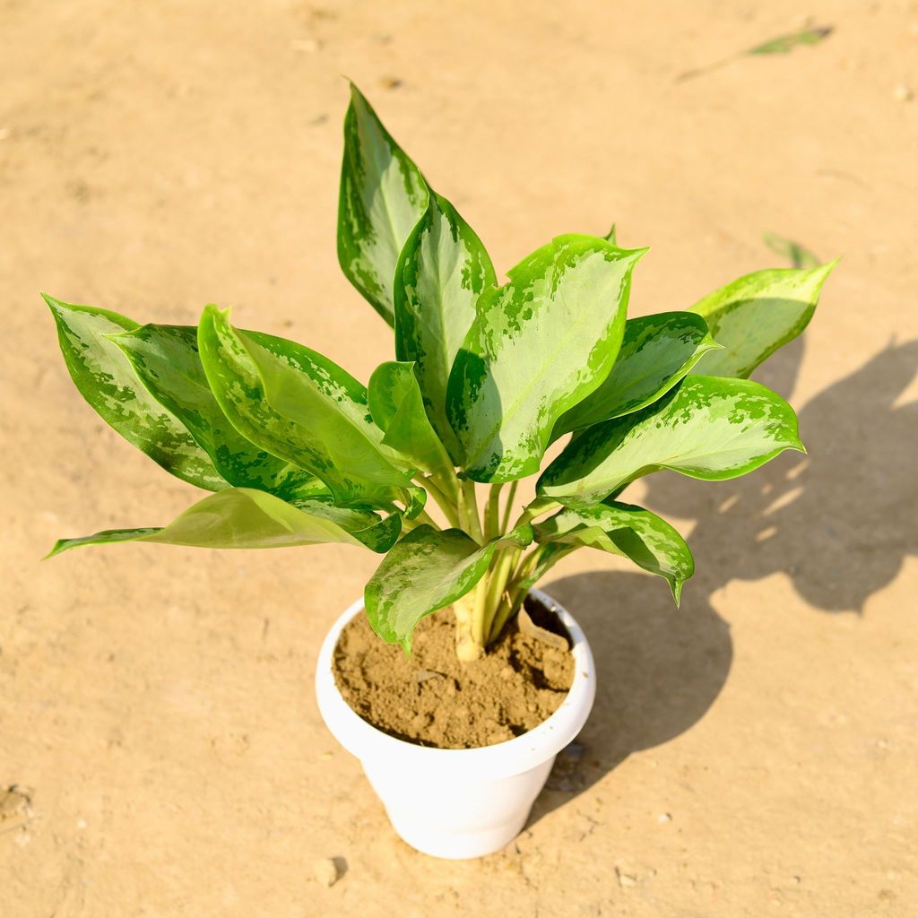 Buy Aglaonema Silver Queen in 8 Inch Classy White Plastic Pot Online | Urvann.com Aglaonema Silver Queen in 8 Inch Classy White Plastic Pot
