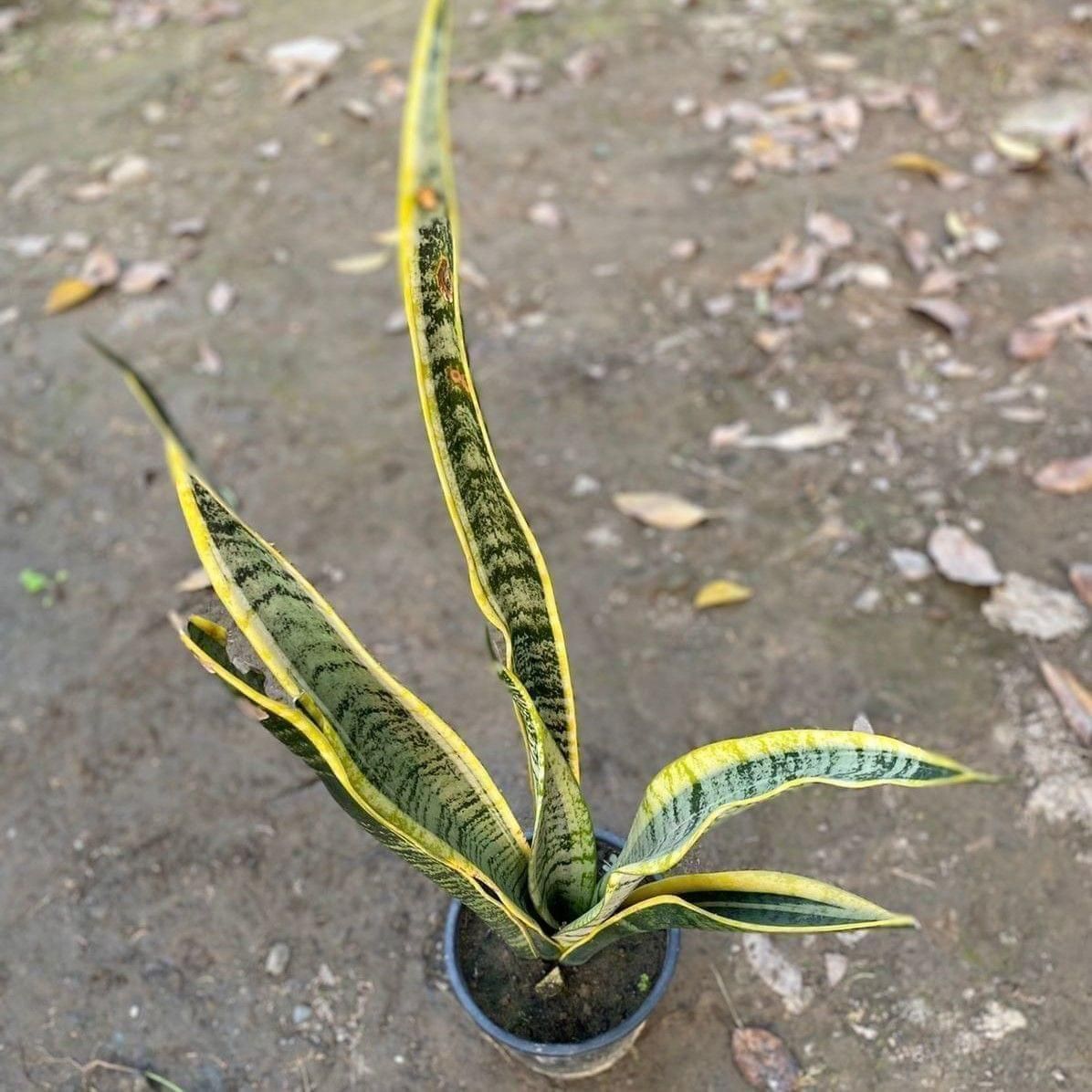 Snake Long Leaves in 6 Inch Nursery Pot