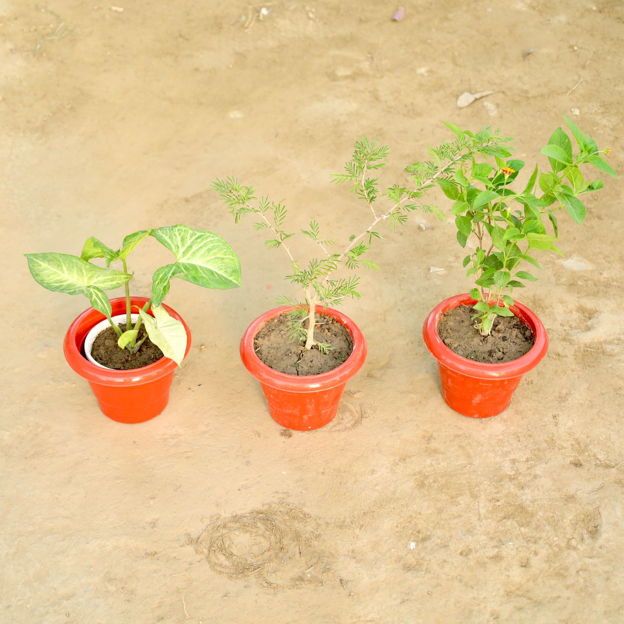 Set of 3 - Syngonium Arrowhead, Shami & Lantana (Any Colour) in 6 Inch Nursery Bag