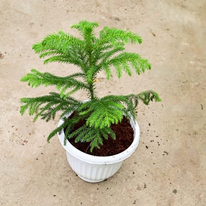 Buy Araucaria / Christmas Tree in 8 Inch White Olive Plastic Pot Online | Urvann.com