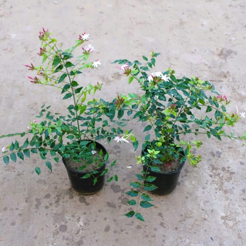 Set of 2 - Kund Bel / Star Jasmine white in 6 Inch Nursery Pot