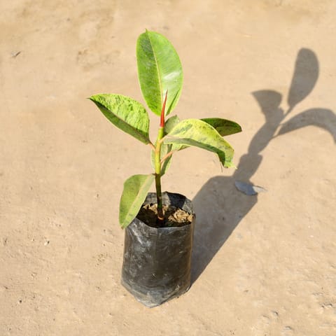 Golden Rubber Plant in 5 Inch Nursery bag