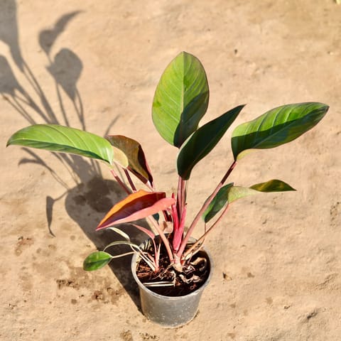 Philodendron Red Congo in 4 Inch Nursery Pot
