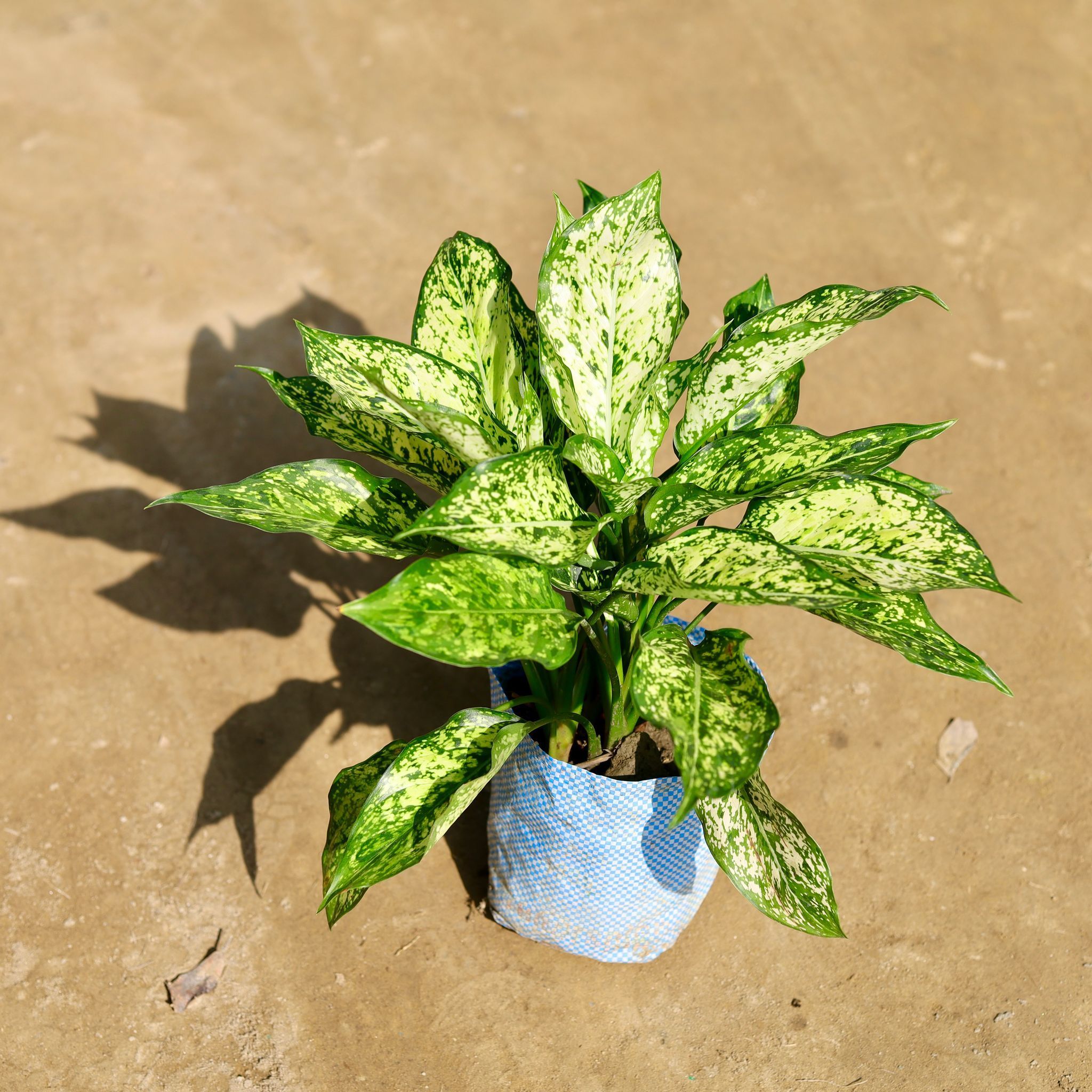 Aglaonema Snow White (~ 1 Ft) in 8 Inch Nursery bag