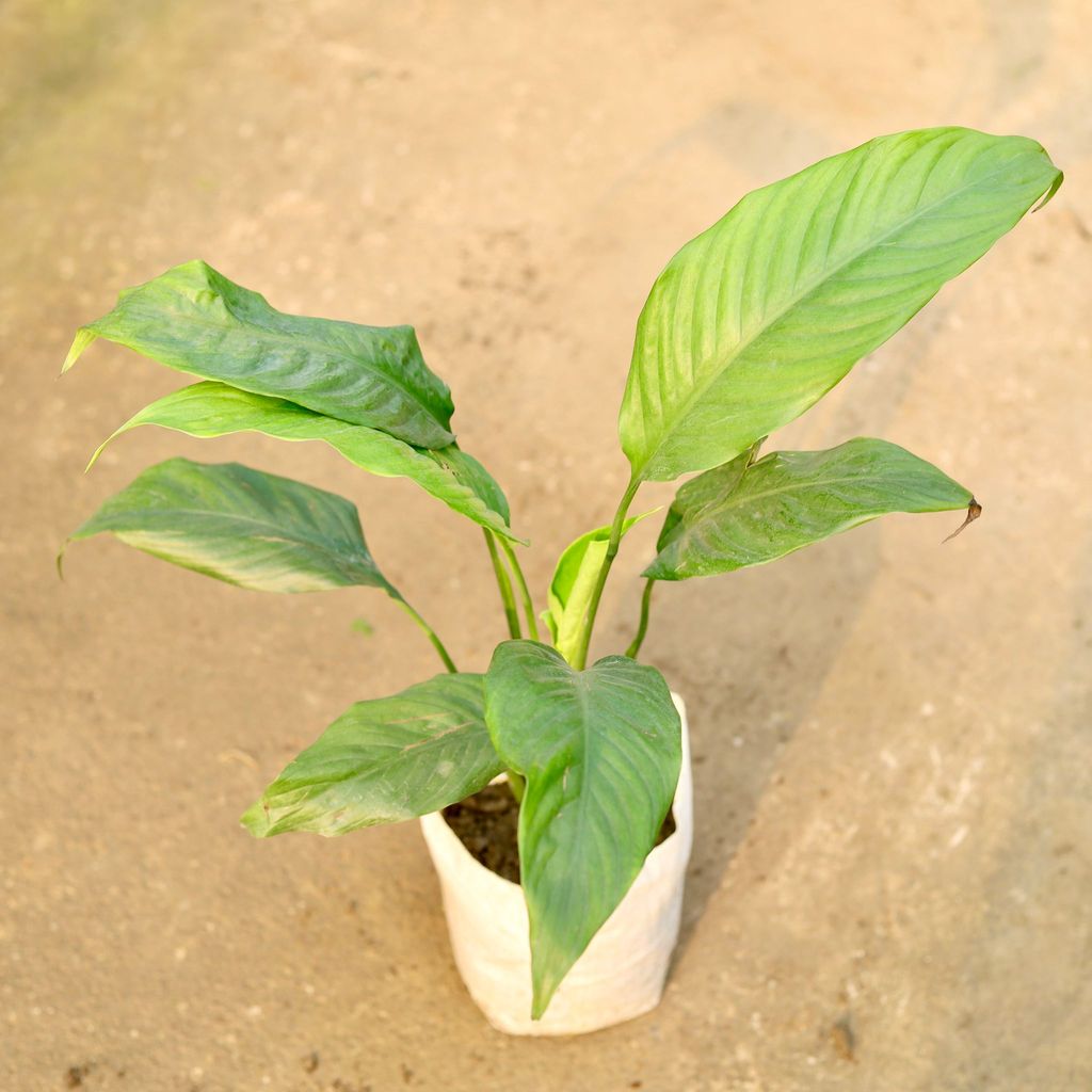 Buy Peace Lily (any colour) in 8 Inch Nursery Bag Online | Urvann.com Peace Lily (any colour) in 8 Inch Nursery Bag