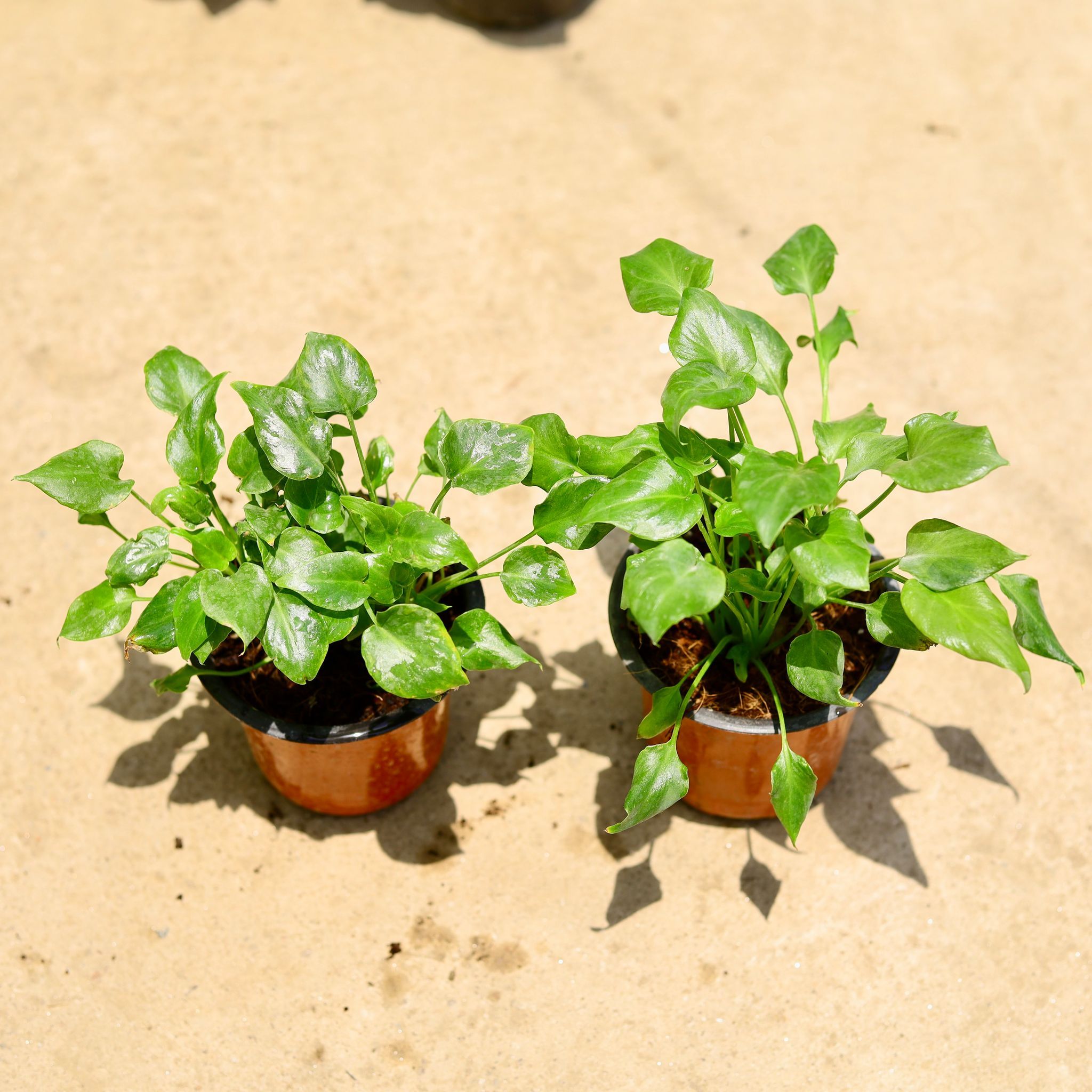 Set of 2 - Xanadu green in 4 Inch Nursery Pot