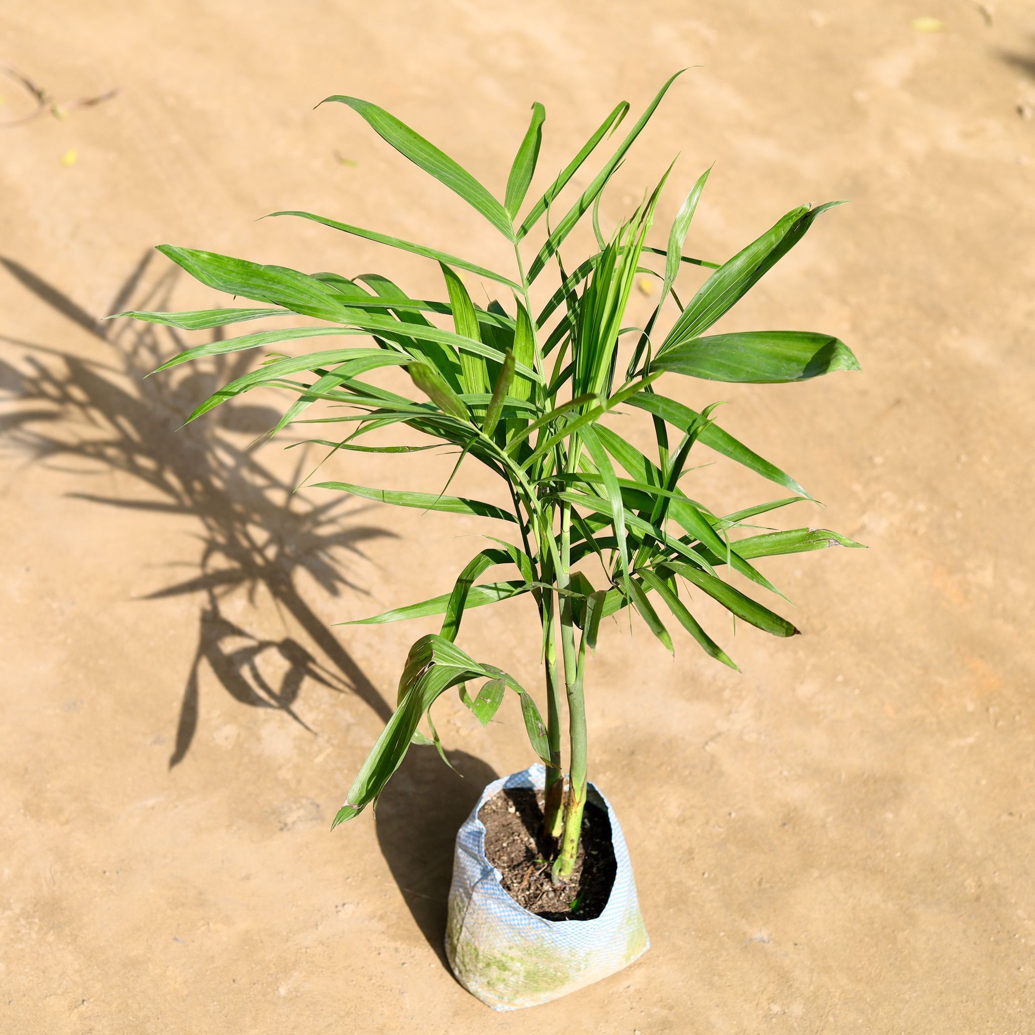 Chikotiya Palm / Bamboo Palm (~ 2.5 Ft) in 8 Inch Nursery bag