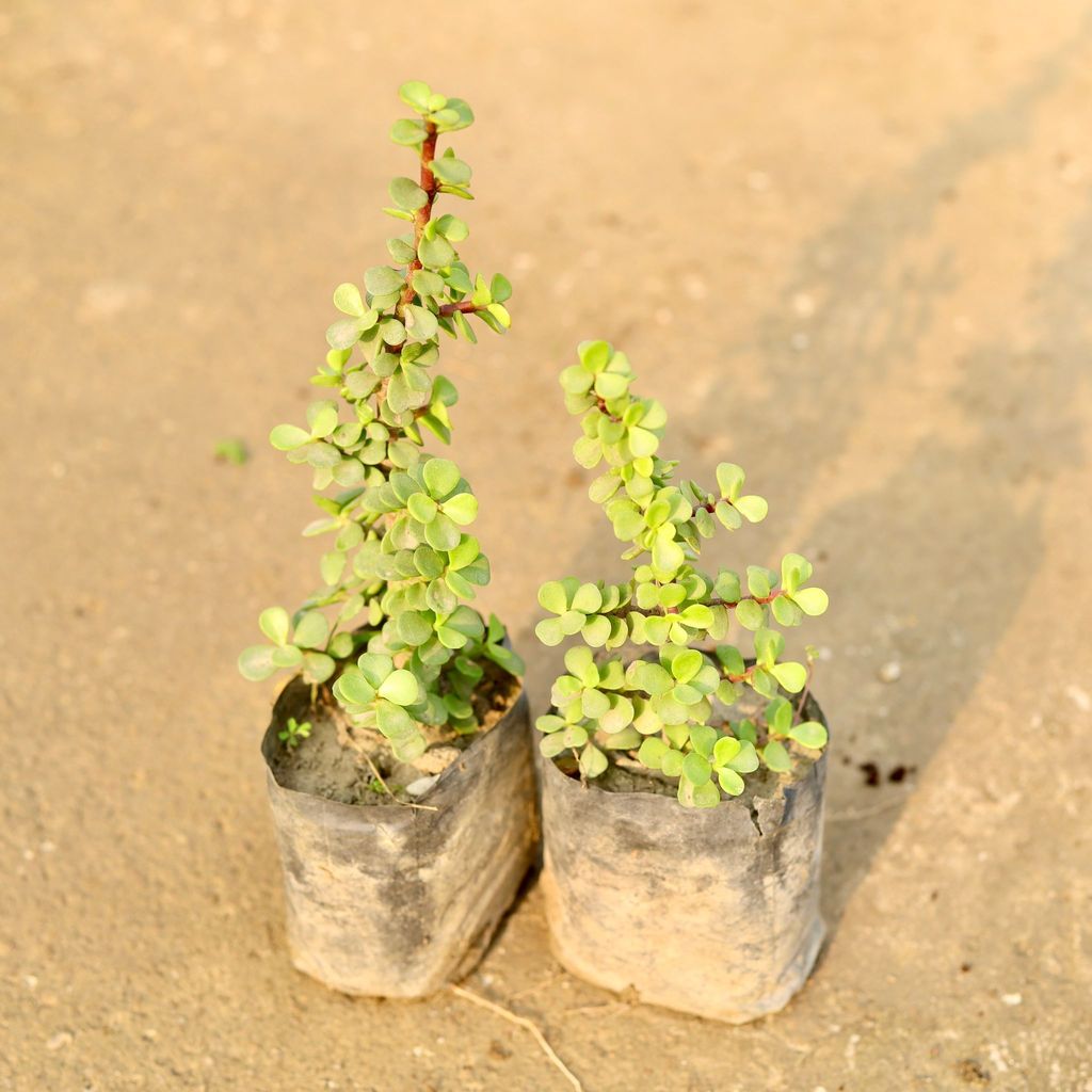 Set of 2 - Jade Plant in 4 Inch Nursery Bag