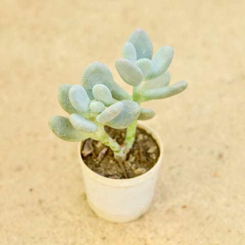 Moonstone Succulent in 3 Inch Nursery Pot