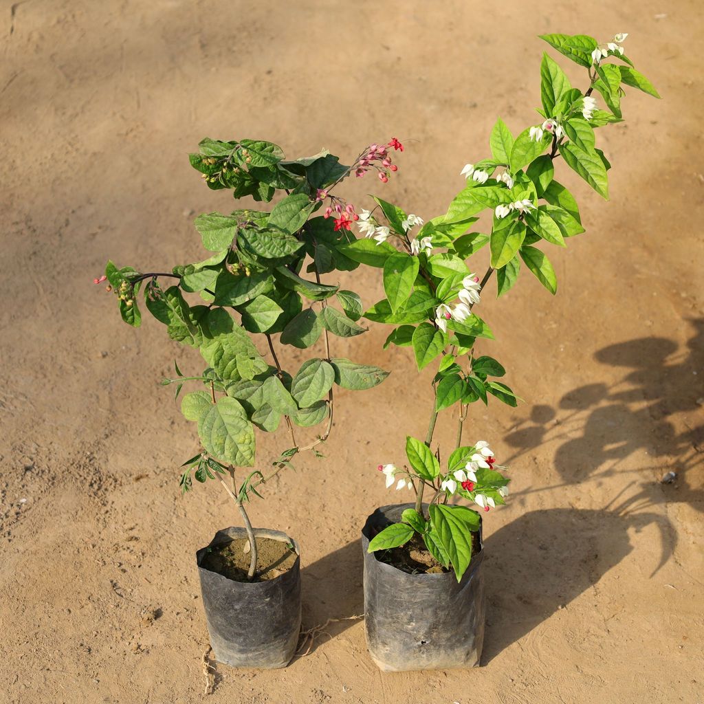 Set of 2 - Bleeding Heart (Red / Pink & Pink / White) in 5 Inch Nursery Bag