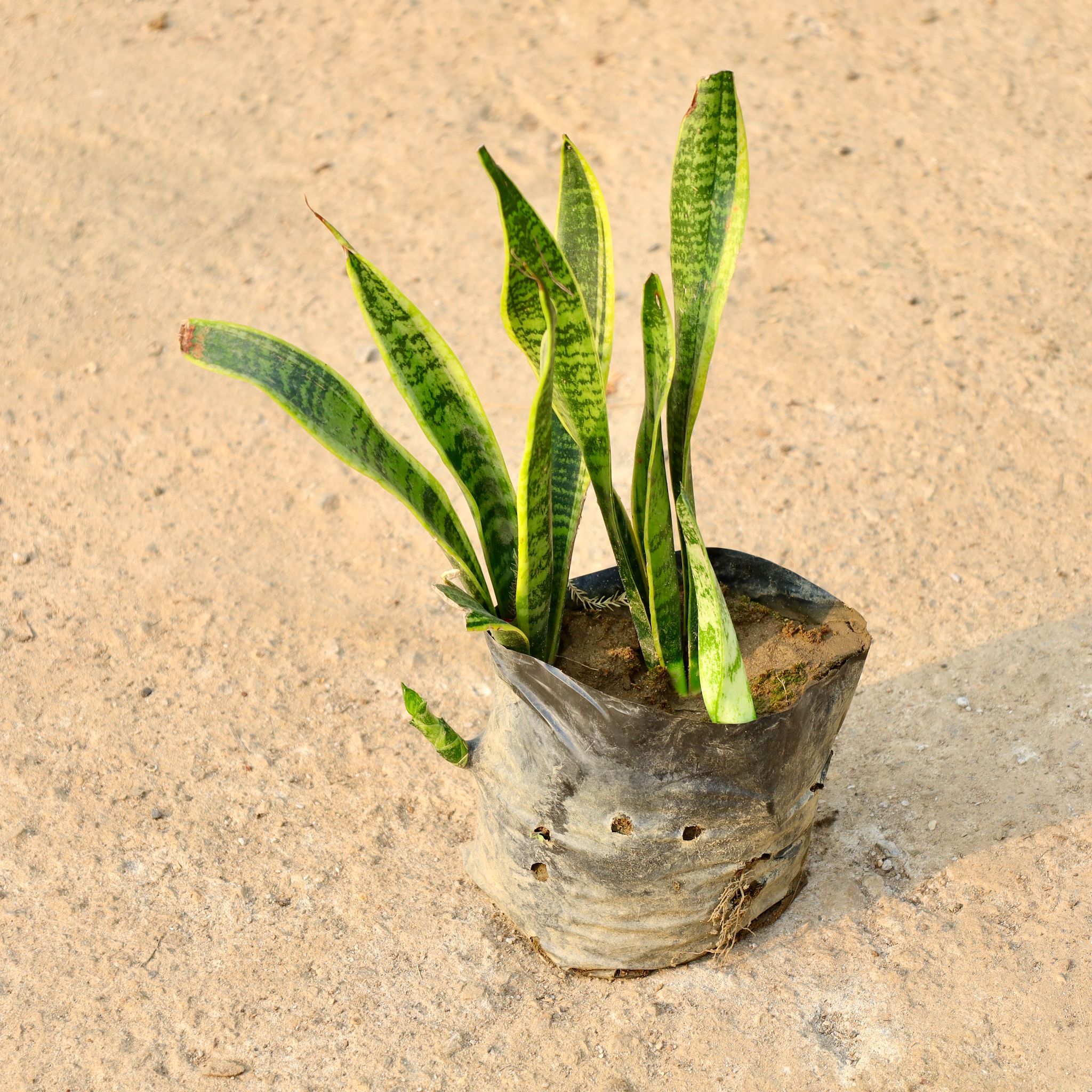 Snake Long Variegated in 8 Inch Nursery Bag