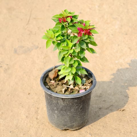 Bougainvillea Torch Glory (Any Colour) in 6 Inch Nursery Pot