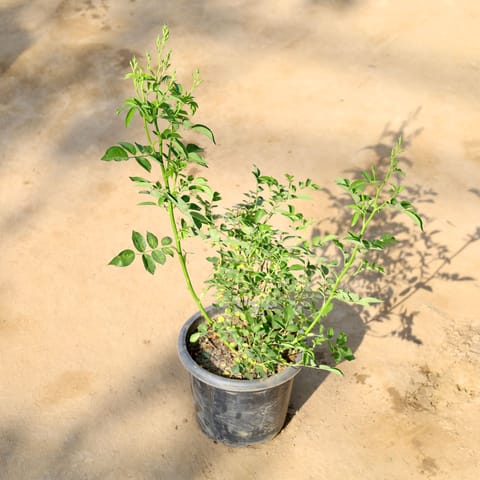 Button / Miniature Rose White in 8 Inch Nursery Pot