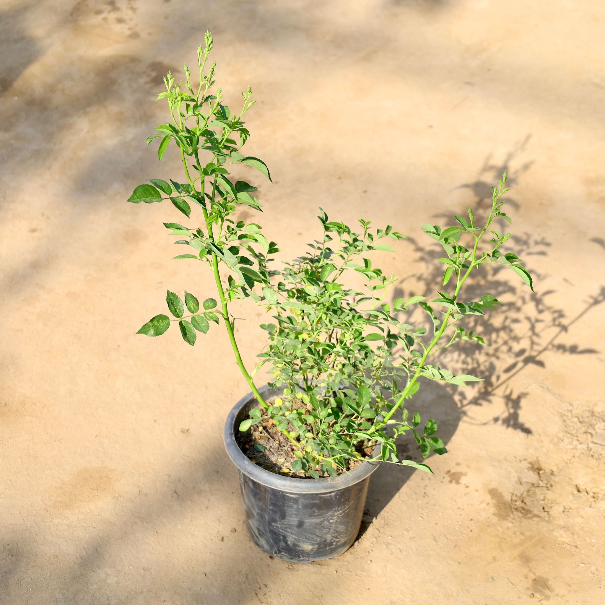 Button / Miniature Rose White in 8 Inch Nursery Pot