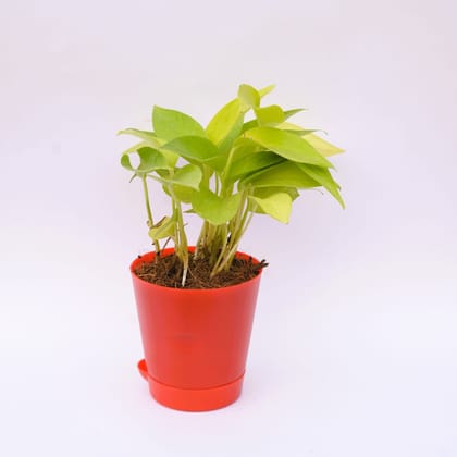 Buy Money Plant Golden in 4 Inch Red Florence Self Watering Pot Online | Urvann.com