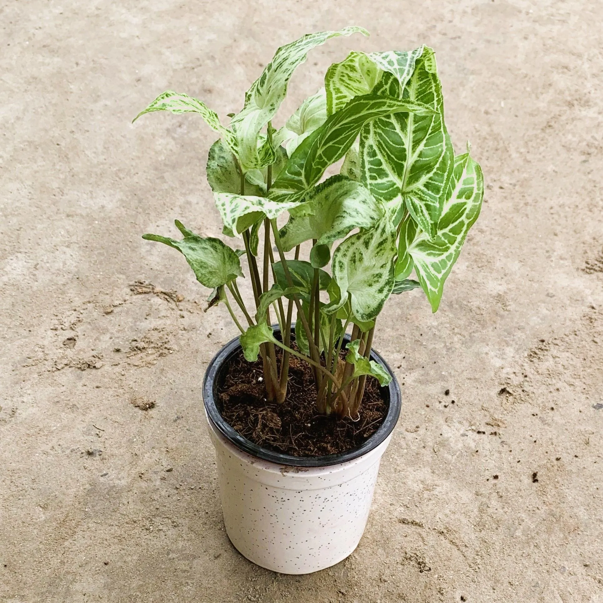 Syngonium Light Green in 4 Inch Glass Shape Ceramic pot
