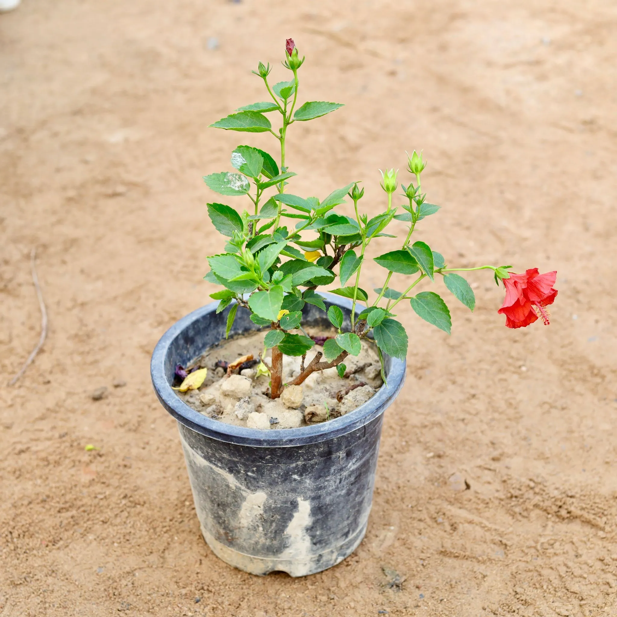 Hibiscus / Gudhal Hybrid (any colour) in 8 Inch Nursery Pot