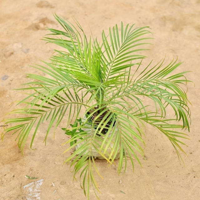 Phoenix Palm in 8 Inch Nursery Bag Phoenix Palm in 8 Inch Nursery Bag