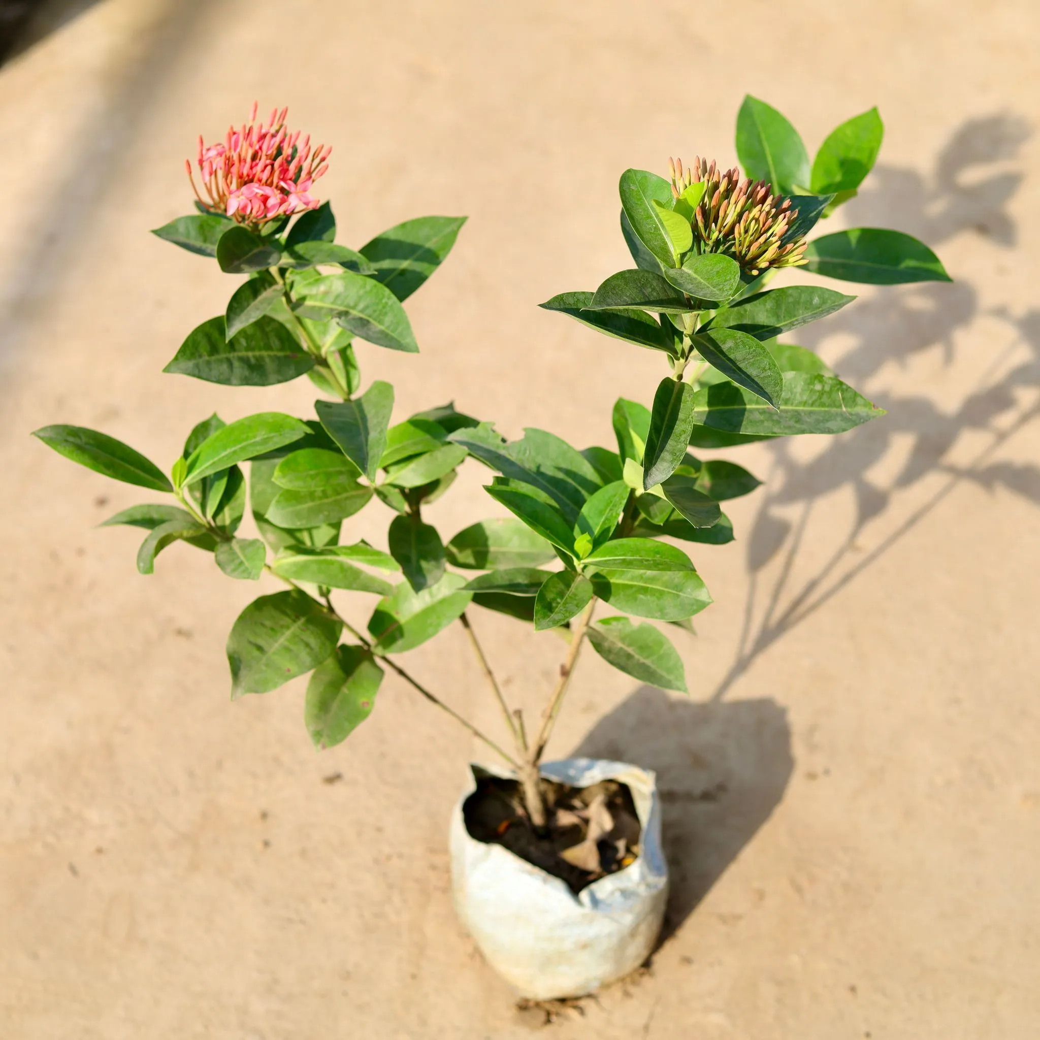 Ixora Pink in 8 Inch Nursery Bag