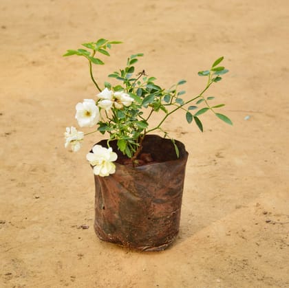 Button Rose White in 5 Inch Nursery Bag