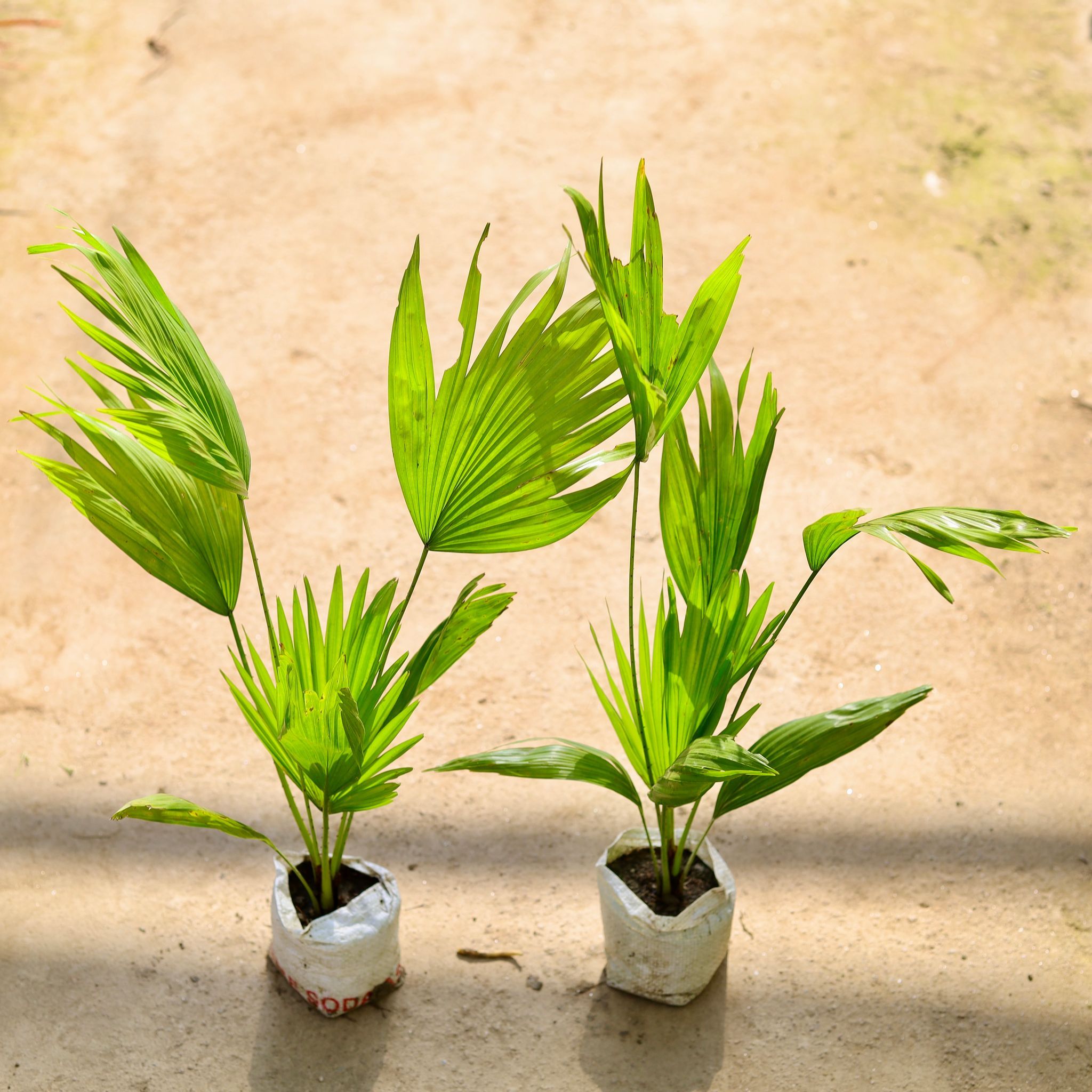 China Palm in 4 Inch Nursery bag