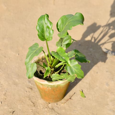 Xanadu Green in 6 Inch Clay pot