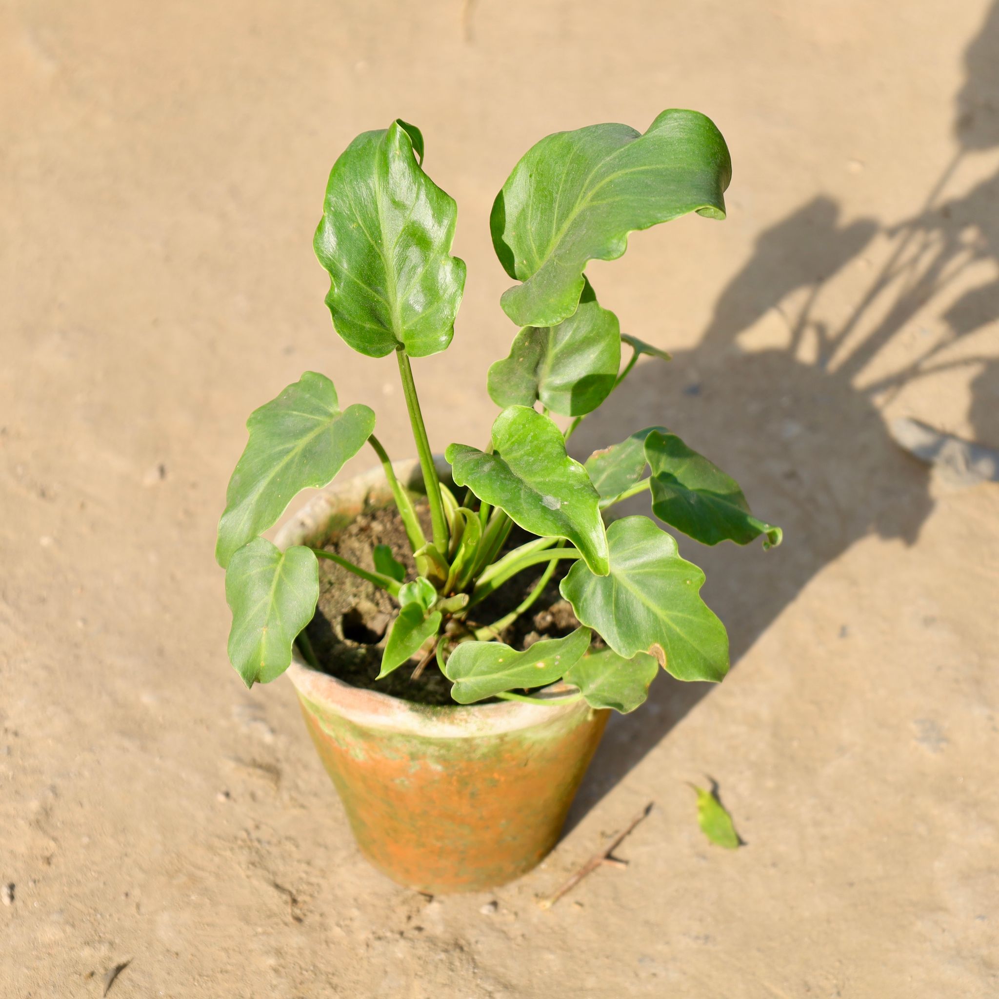 Xanadu Green in 6 Inch Clay pot