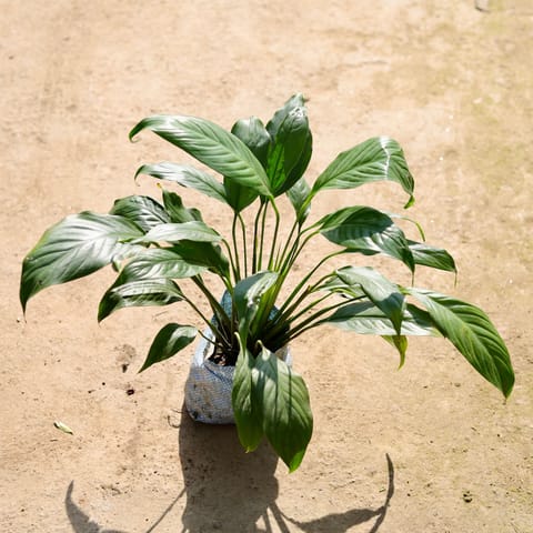 Peace Lily in 8 Inch Nursery bag