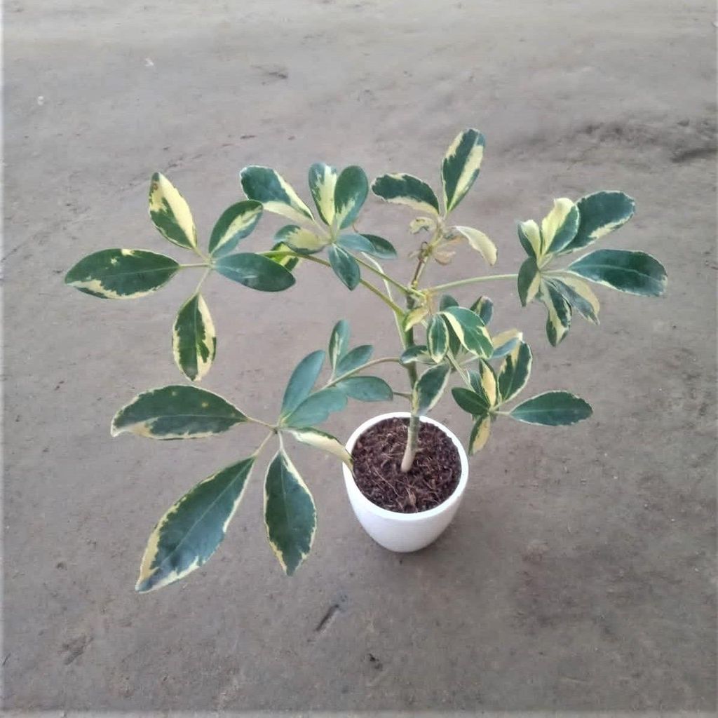 Schefflera Variegated in 4 Inch White Classy Cup Ceramic Pot (any design)