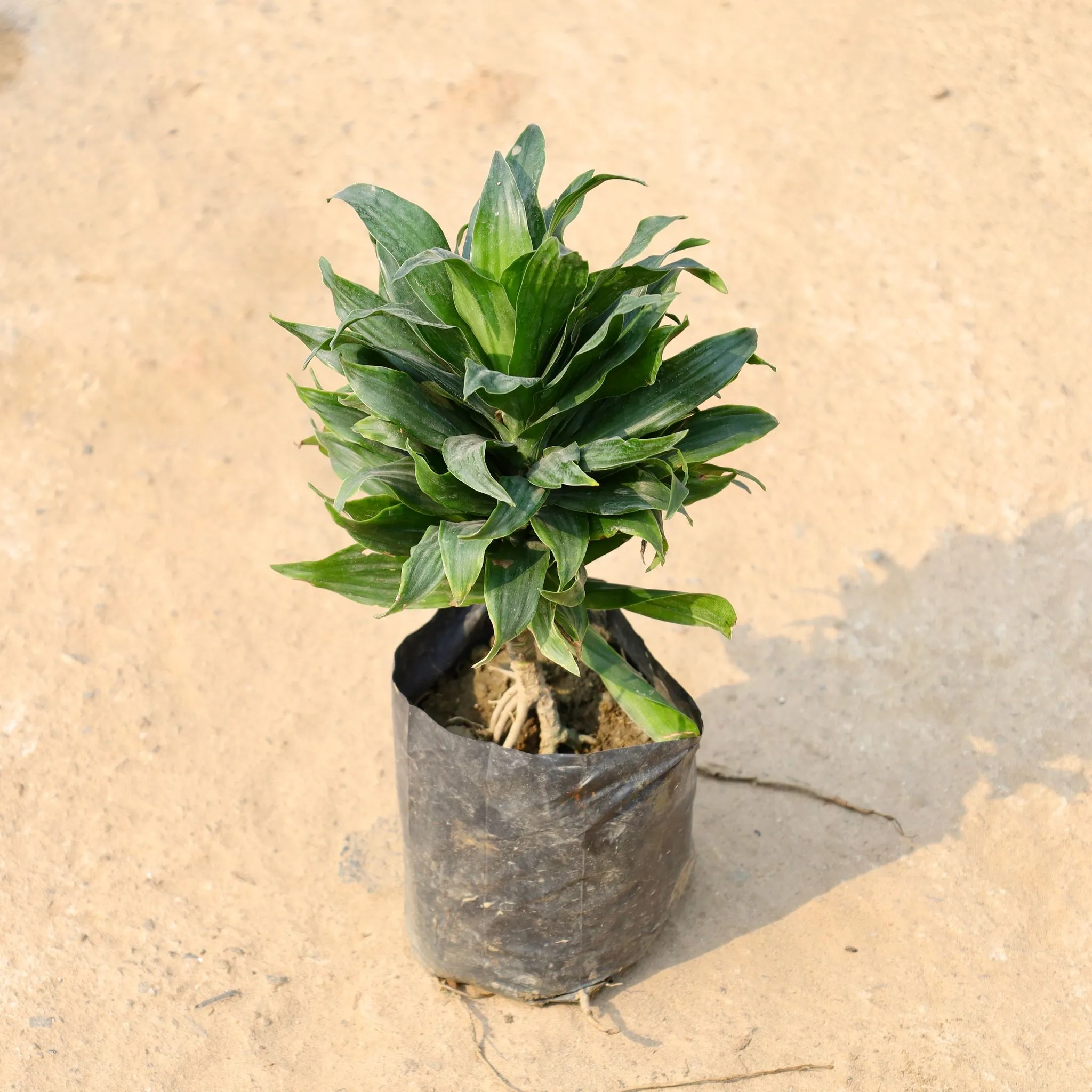 Dracaena Compacta in 8 Inch Nursery Bag