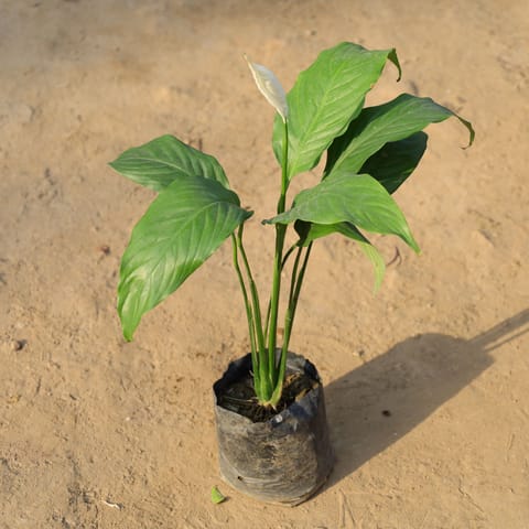 Peace Lily in 6 Inch Nursery Bag