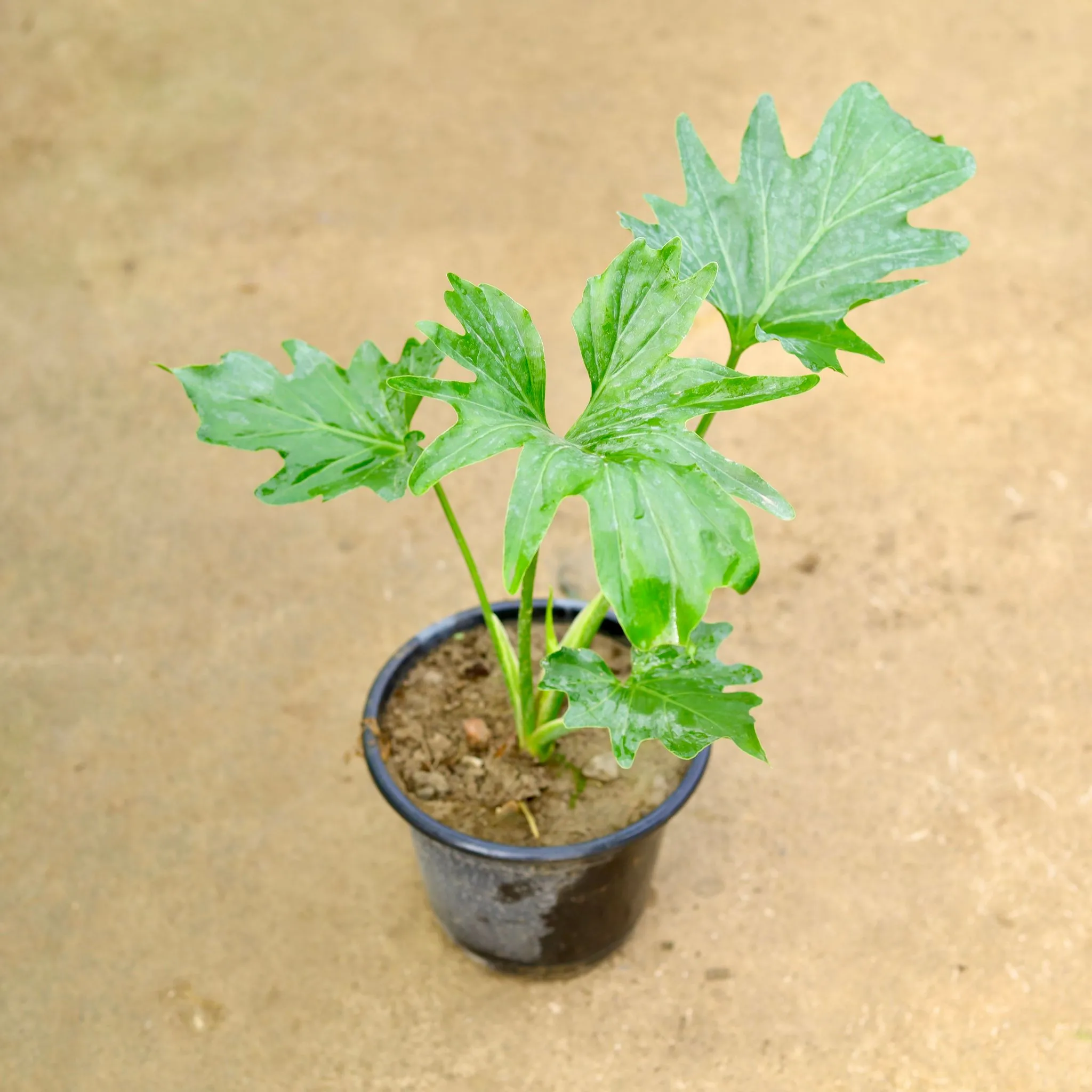 Philodendron Selloum in 8 Inch Nursery Pot