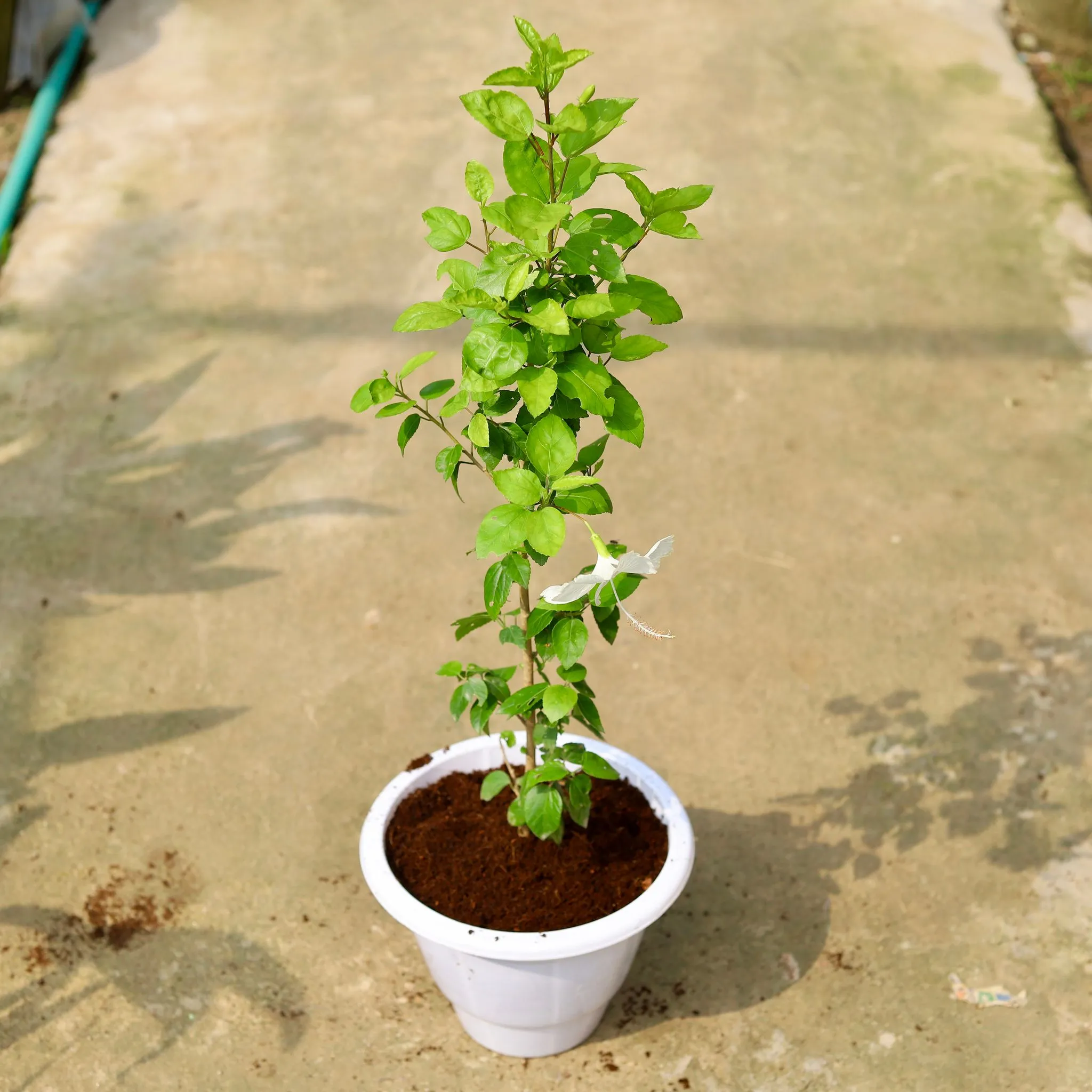 Hibiscus / Gudhal White in 10 Inch Classy White Plastic Pot