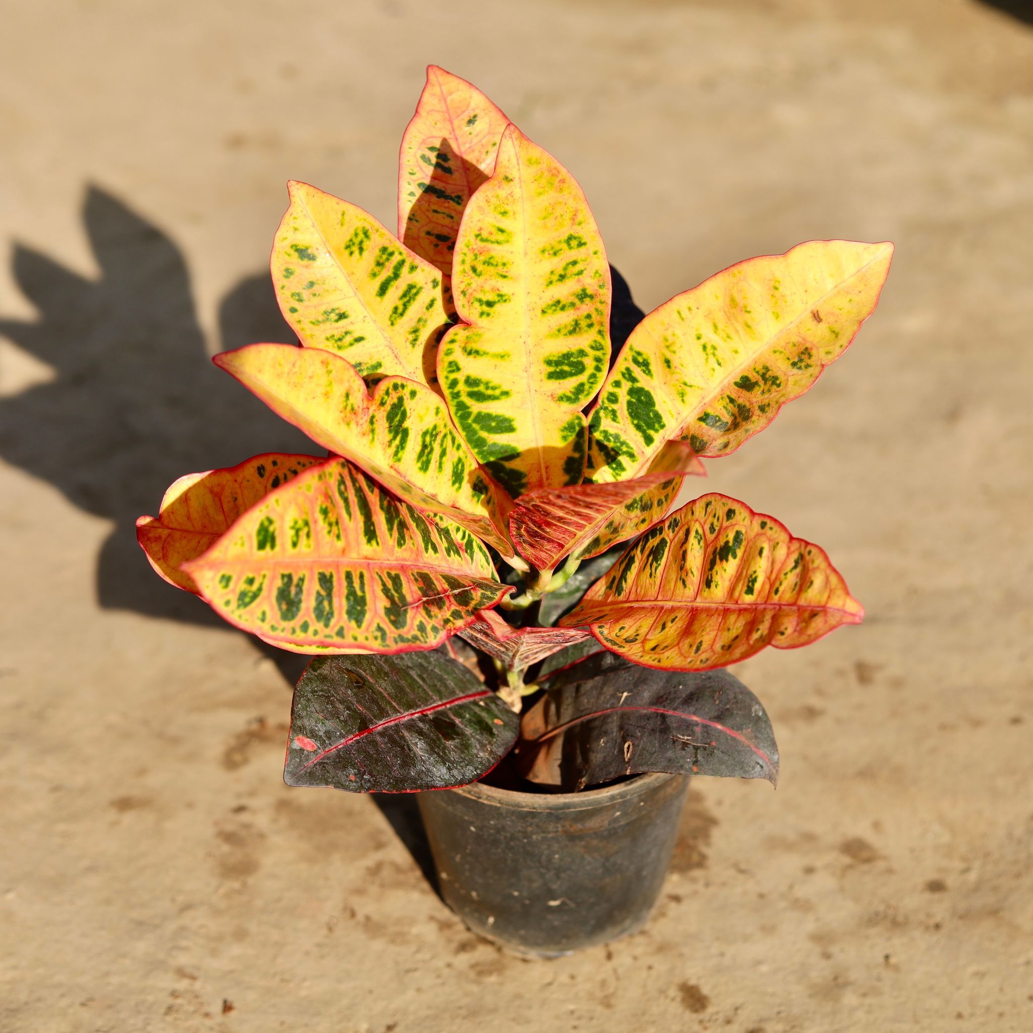 Croton Petra in 6 Inch Nursery Pot