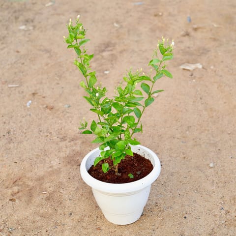 Juhi / Jasmine White in 10 Inch Live Plant Classy White Plastic Pot