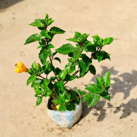 Hibiscus / Gudhal (Any Color) in 8 Inch Nursery Bag