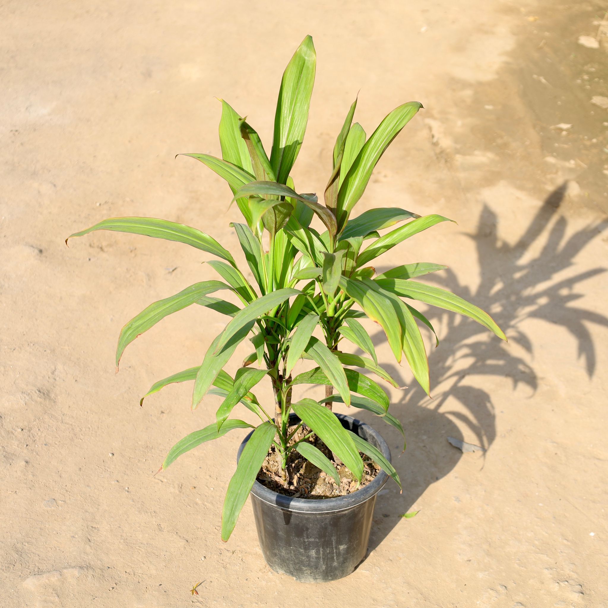 Dracaena Green in 8 Inch Nursery Pot