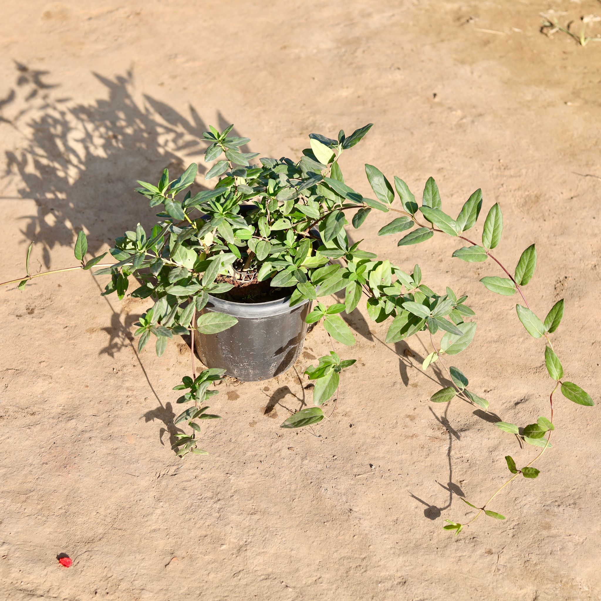 Japanese Honey Suckle Creeper / Scented Vine in 8 Inch Nursery Pot