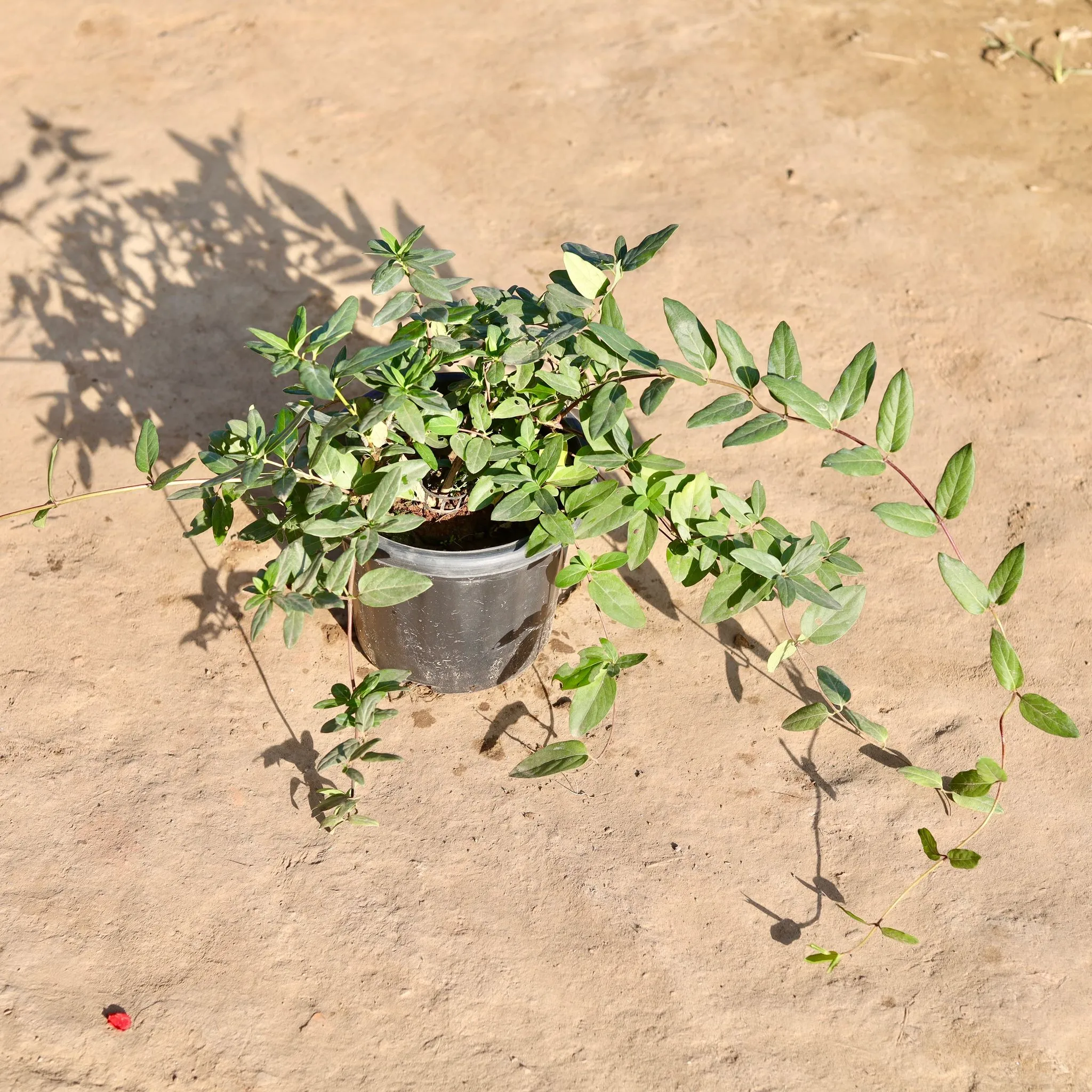 Japanese Honey Suckle Creeper / Scented Vine in 8 Inch Nursery Pot
