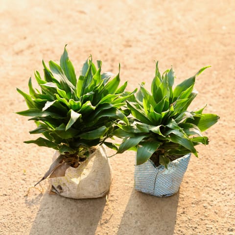 Set of 2 - Dracaena Compacta in 4 Inch Nursery Bag