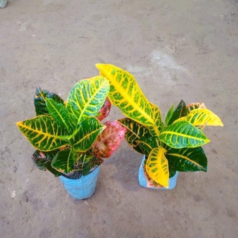 Set of 2 - Croton Petra in 4 Inch Nursery Bag