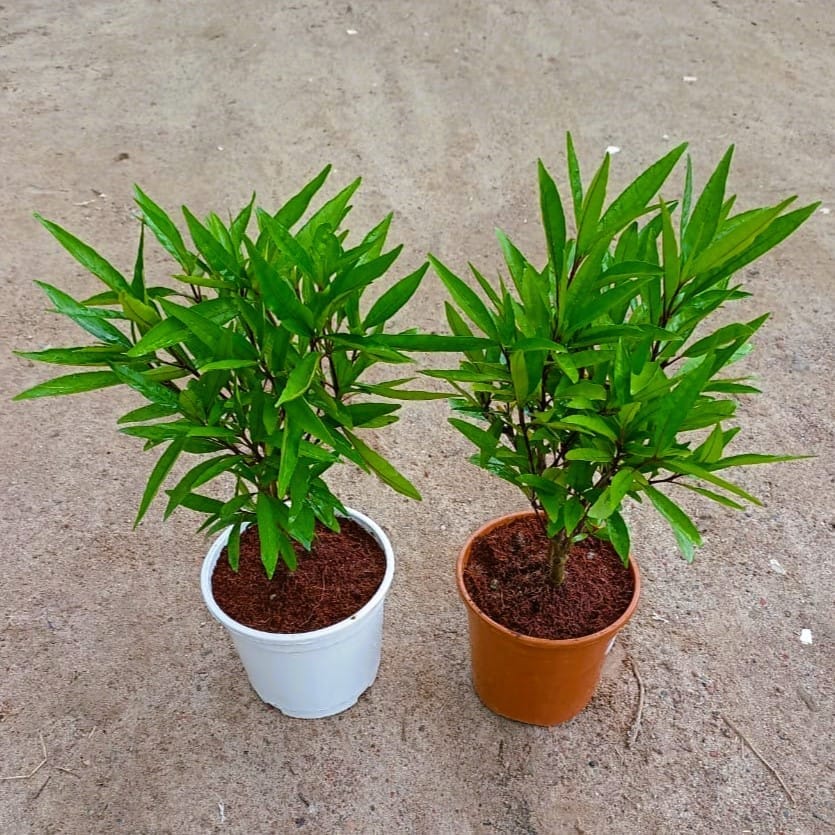 Buy Set of 2 - Sukh Shanti in 6 Inch Red & white nursery pot Online | Urvann.com Set of 2 - Sukh Shanti in 6 Inch Red & white nursery pot