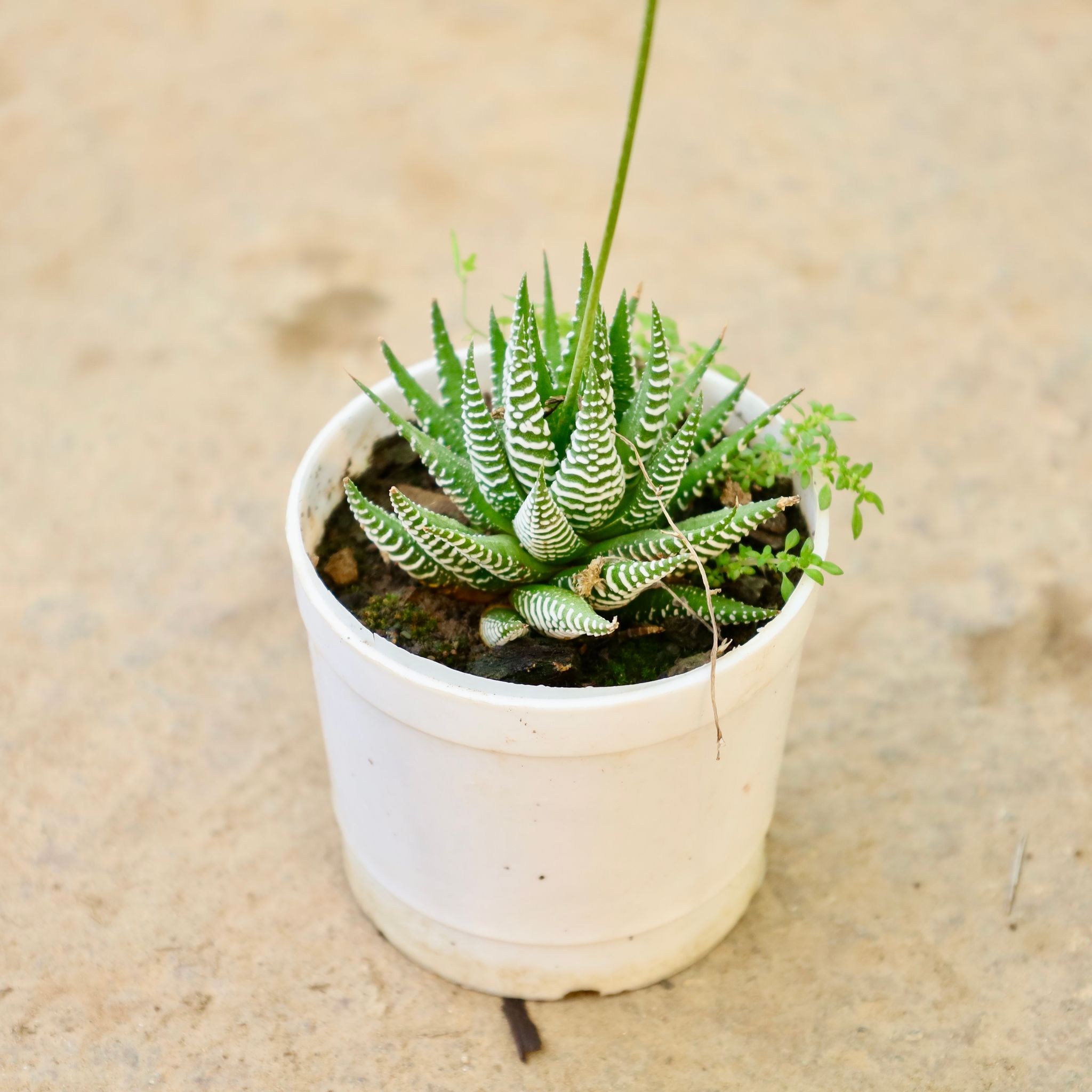 Haworthia Zebrina Succulent in 3 Inch Nursery Pot