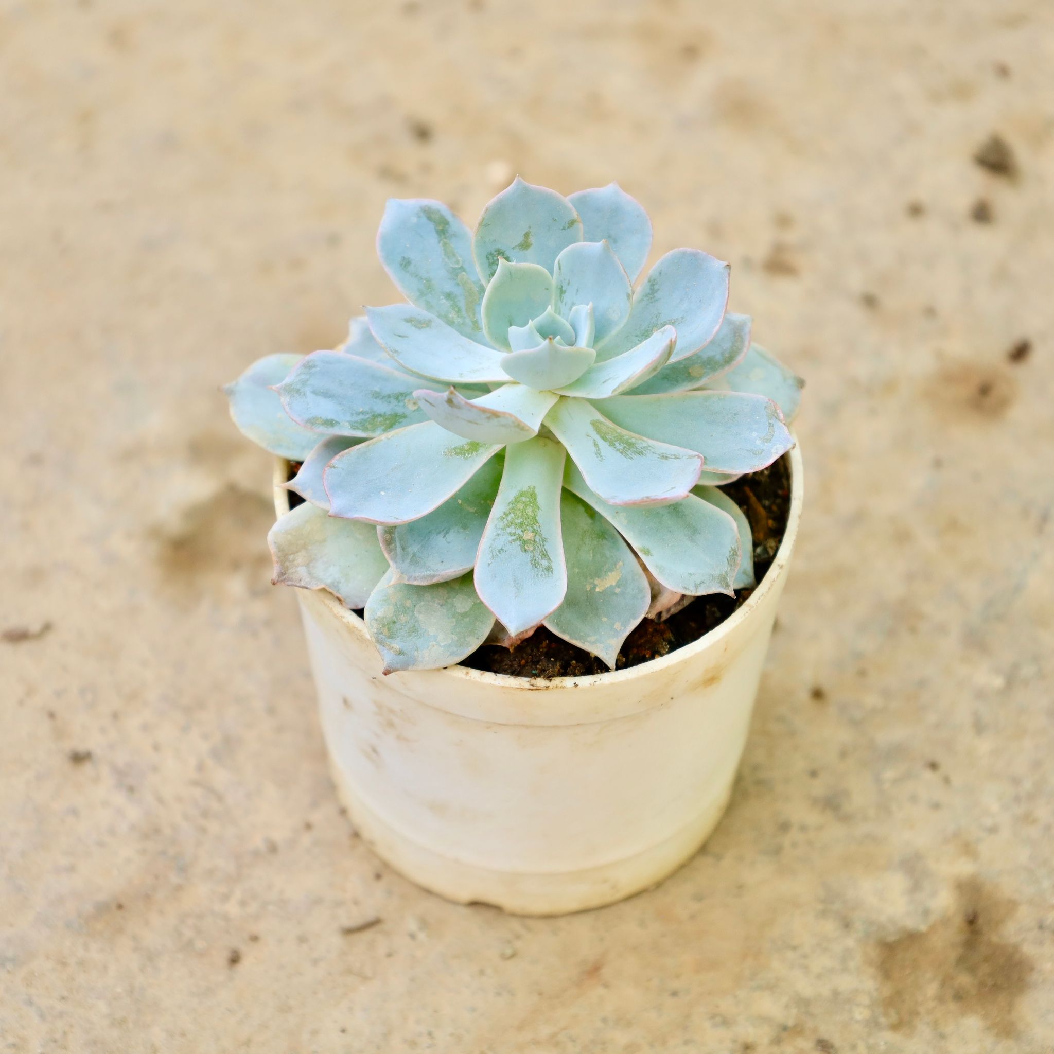 Blue Bird Succulent in 3 Inch Nursery Pot