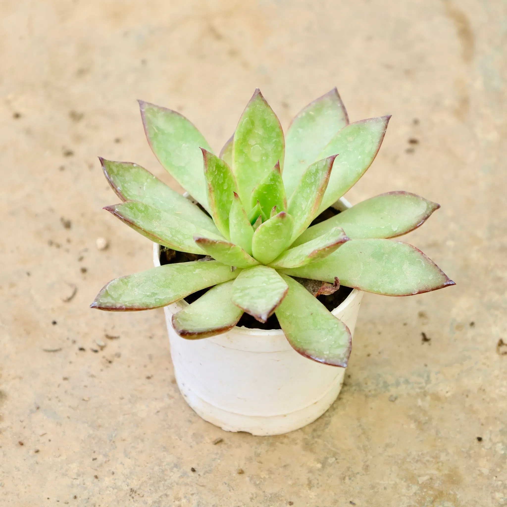 Echeveria Rubra Succulent in 3 Inch Nursery Pot