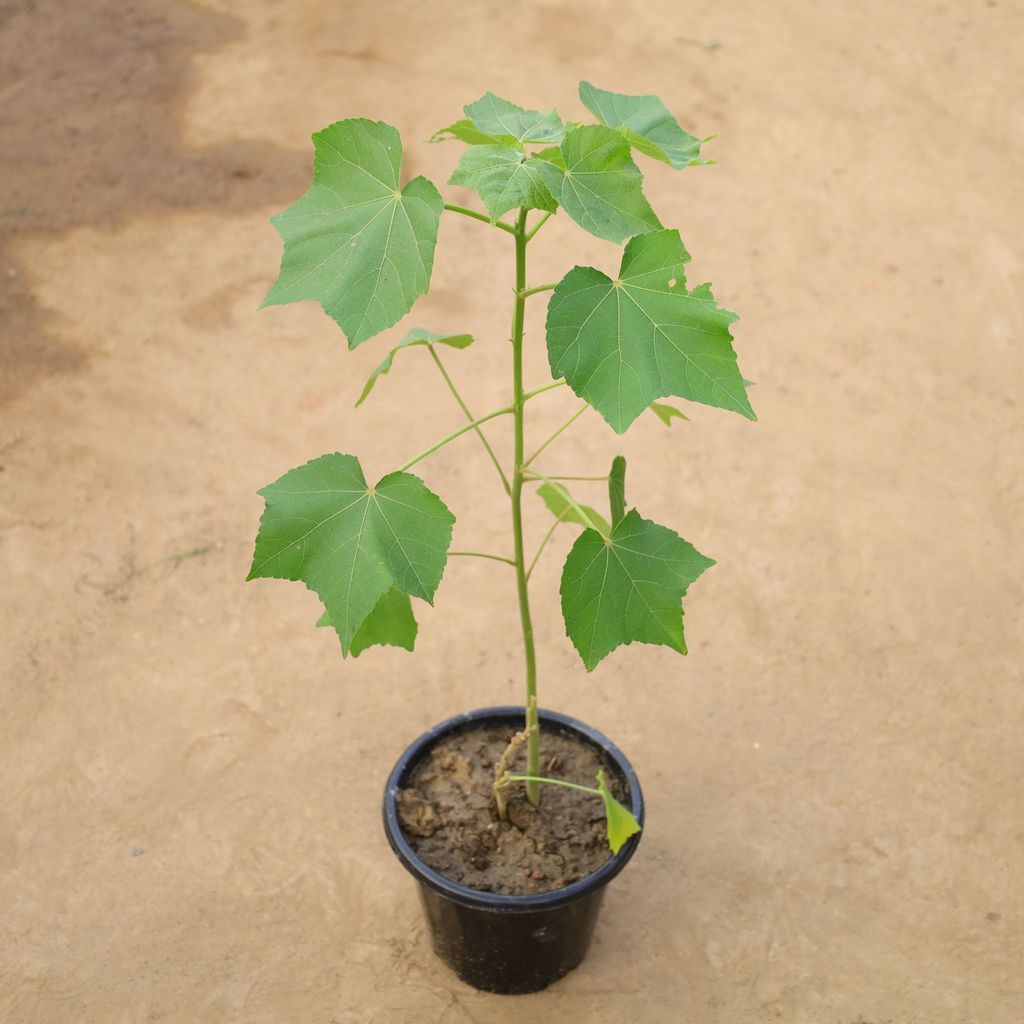 Buy Sthal Kamal (Any Colour) in 8 Inch Nursery Pot Online | Urvann.com Sthal Kamal (Any Colour) in 8 Inch Nursery Pot