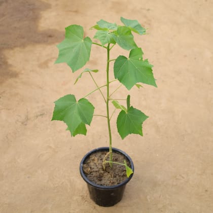Buy Sthal Kamal (Any Colour) in 8 Inch Nursery Pot Online | Urvann.com