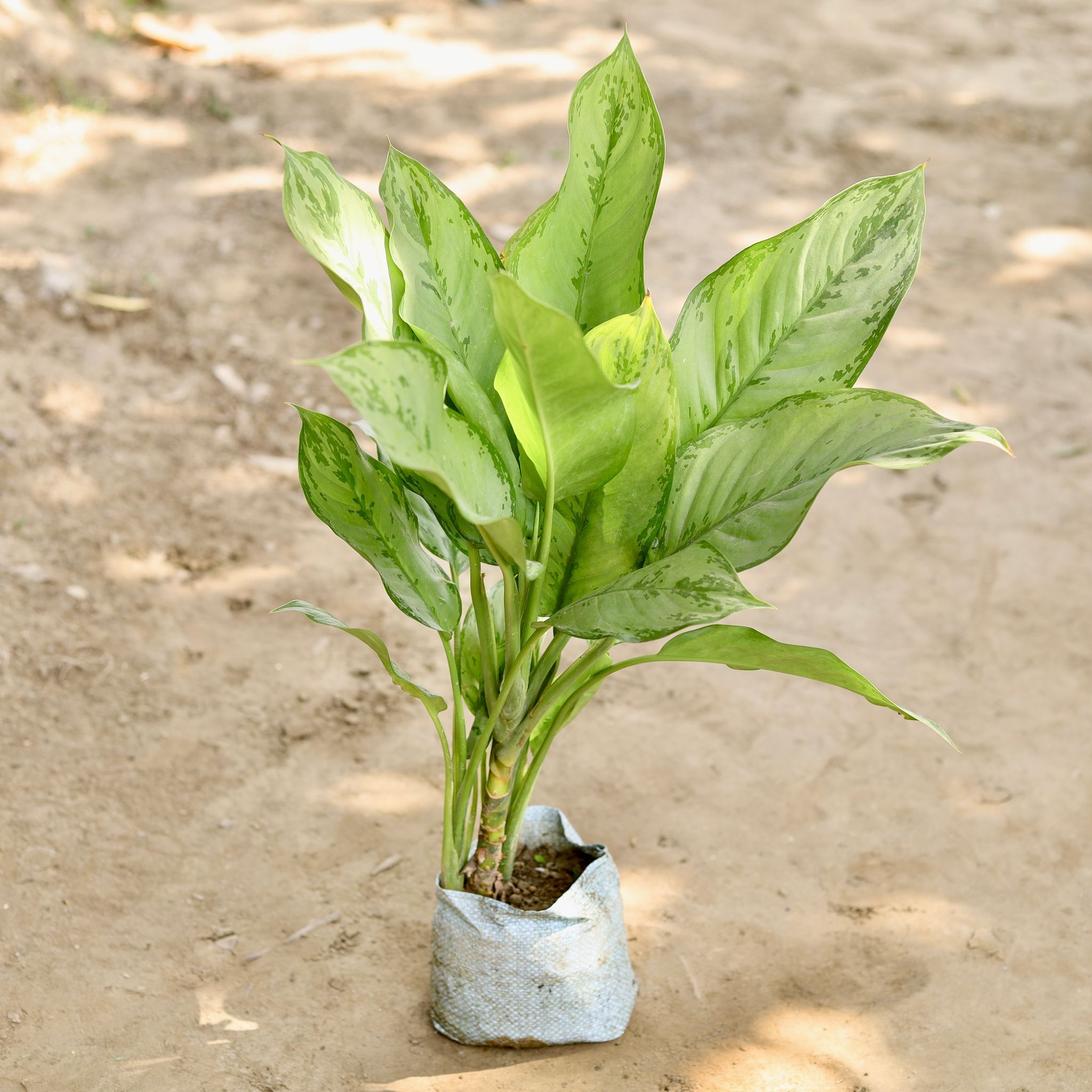 Aglaonema Maria Christina in 7 Inch Nursery bag